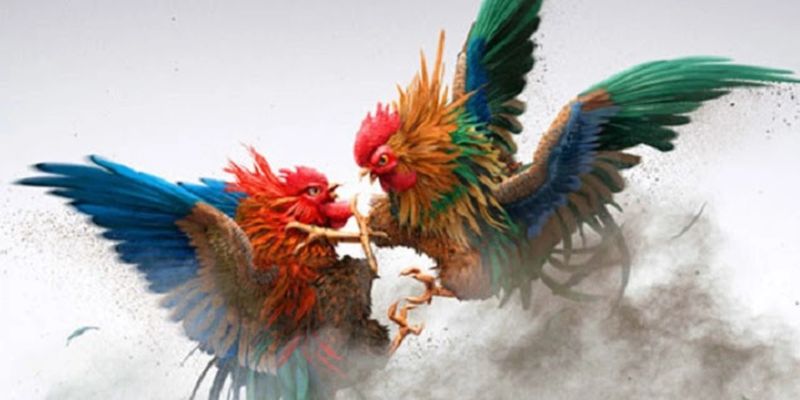 Luật đá gà tre
