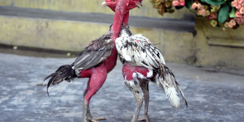 Bí quyết chọn gà đá